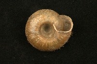 臺灣盾蝸牛藏品圖，第2張